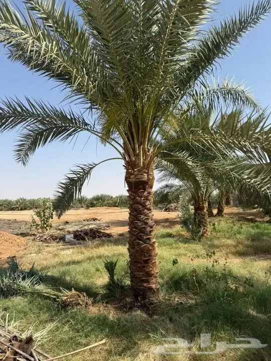نخيل مثمر 1