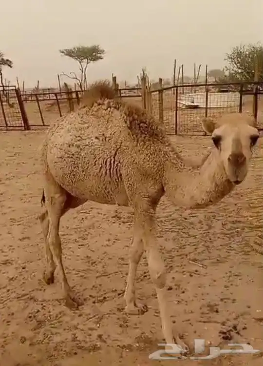 حاشي مفرود للبيع 0
