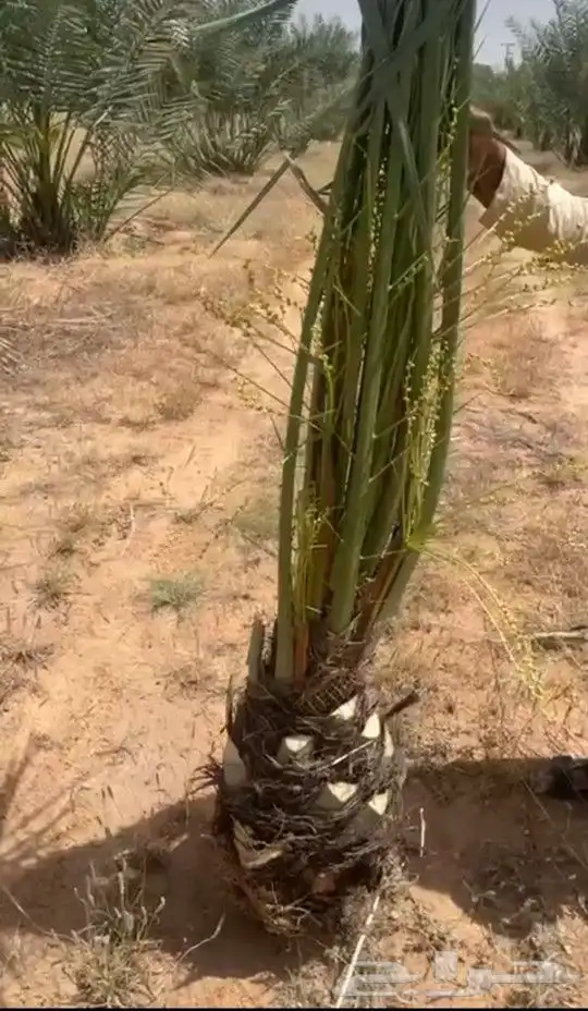 يوجد لدينا جميع انواع النخيل والقلع والغرس 3