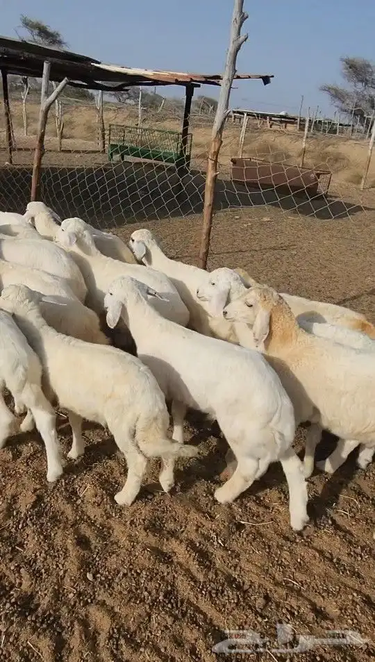 يهم تربية حري نظيف(تم البيع) 0