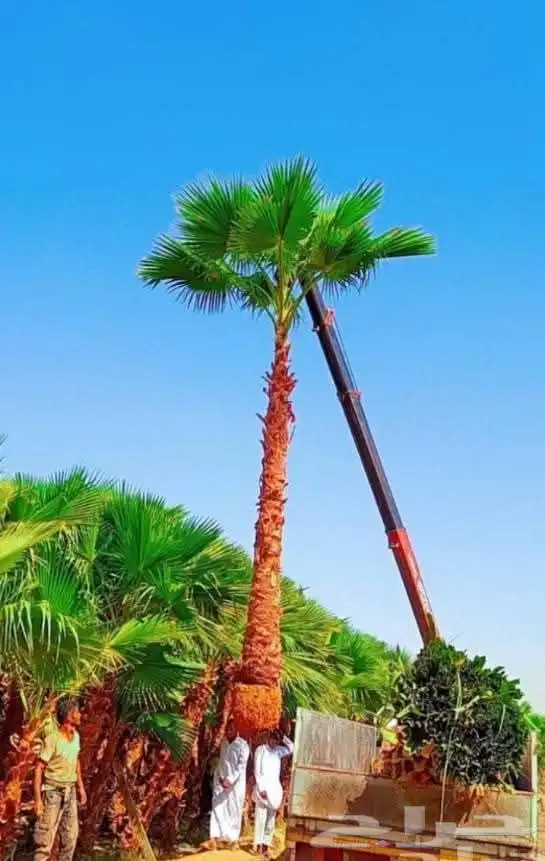 نخيل واشنطني زينه نخيل عربي 6