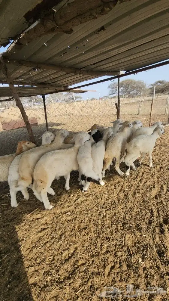 يهم تربية حري نظيف(تم البيع) 5