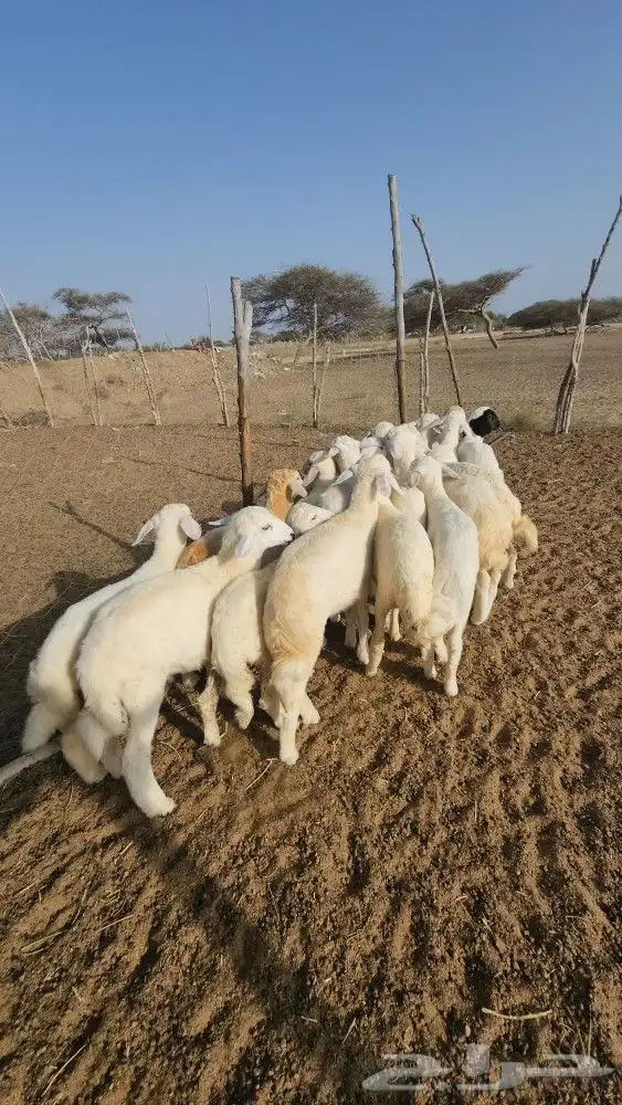 يهم تربية حري نظيف(تم البيع) 4