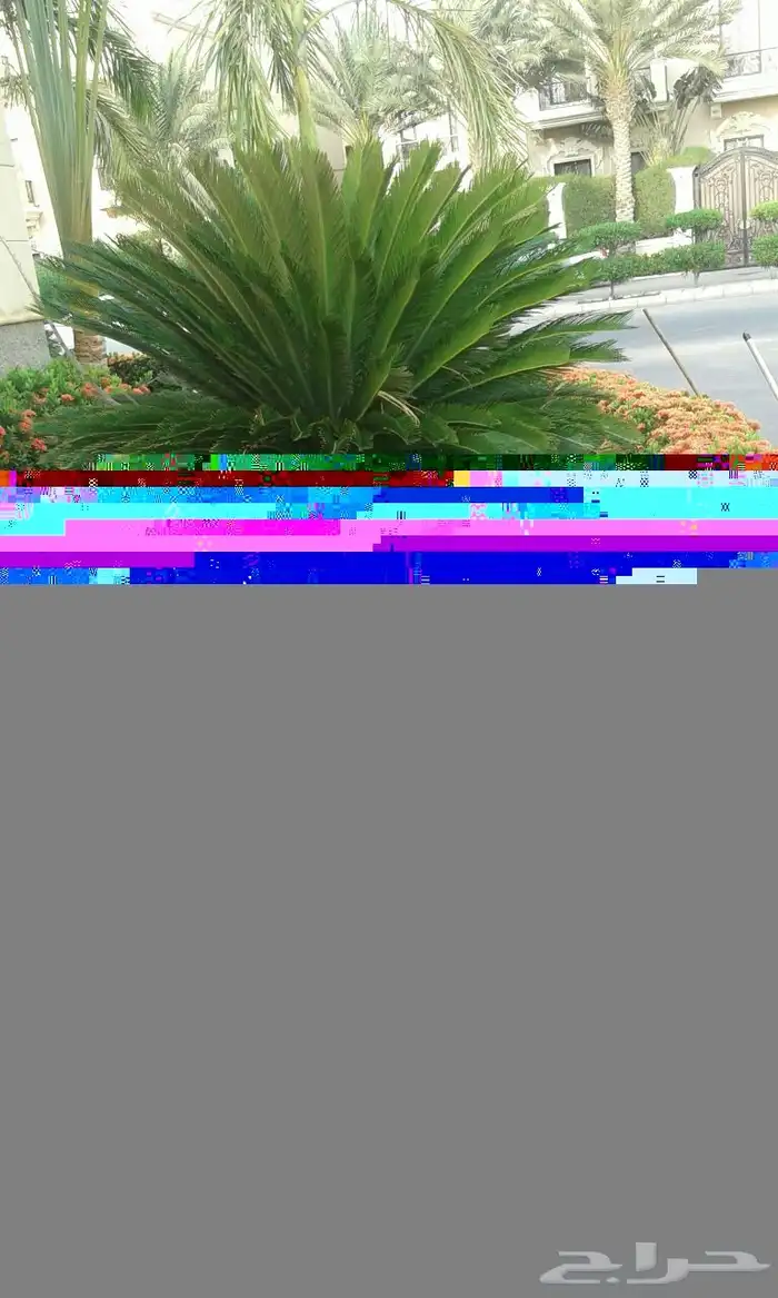 بناء احوض زرعه الاشجار و الثيل الطبيعي وتركيب شبكات ري 5