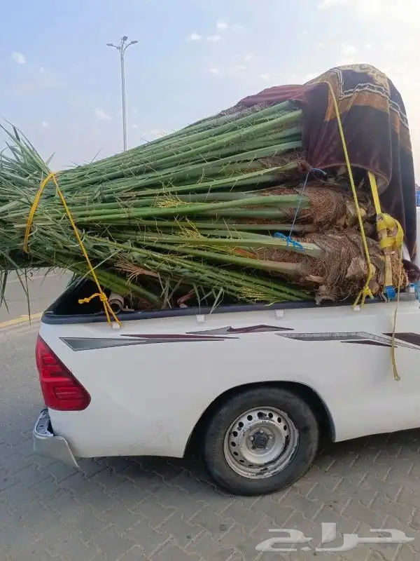 يوجد لدينا جميع انواع النخيل والقلع والغرس 4