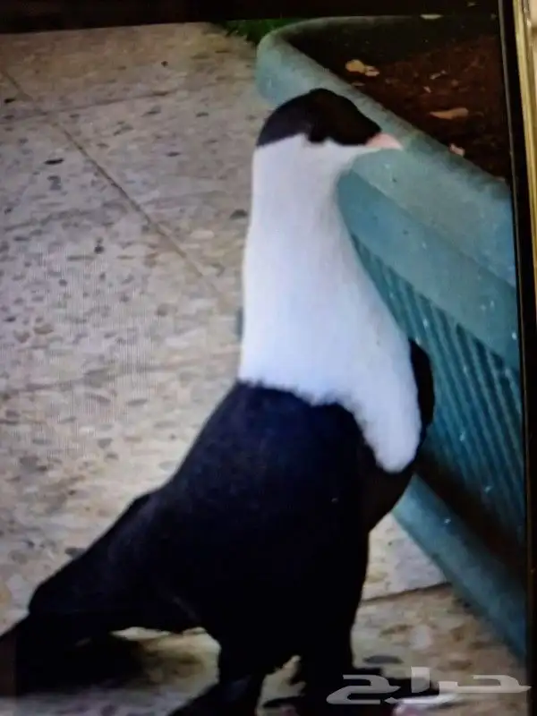 مطلوب وعاجل زي كذا 0