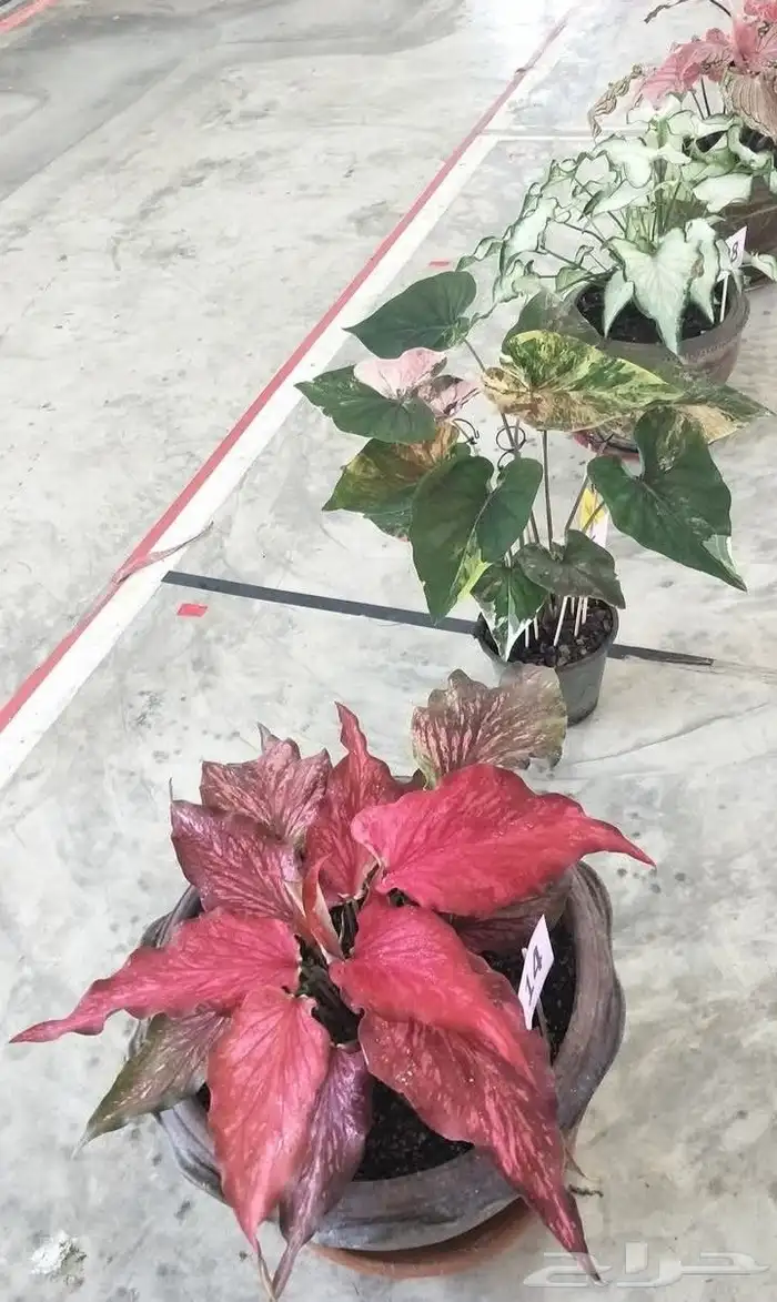 شتلات كلاديون  caladium  داخلية لون نقشة وشكل نادرفي  سعودي 41