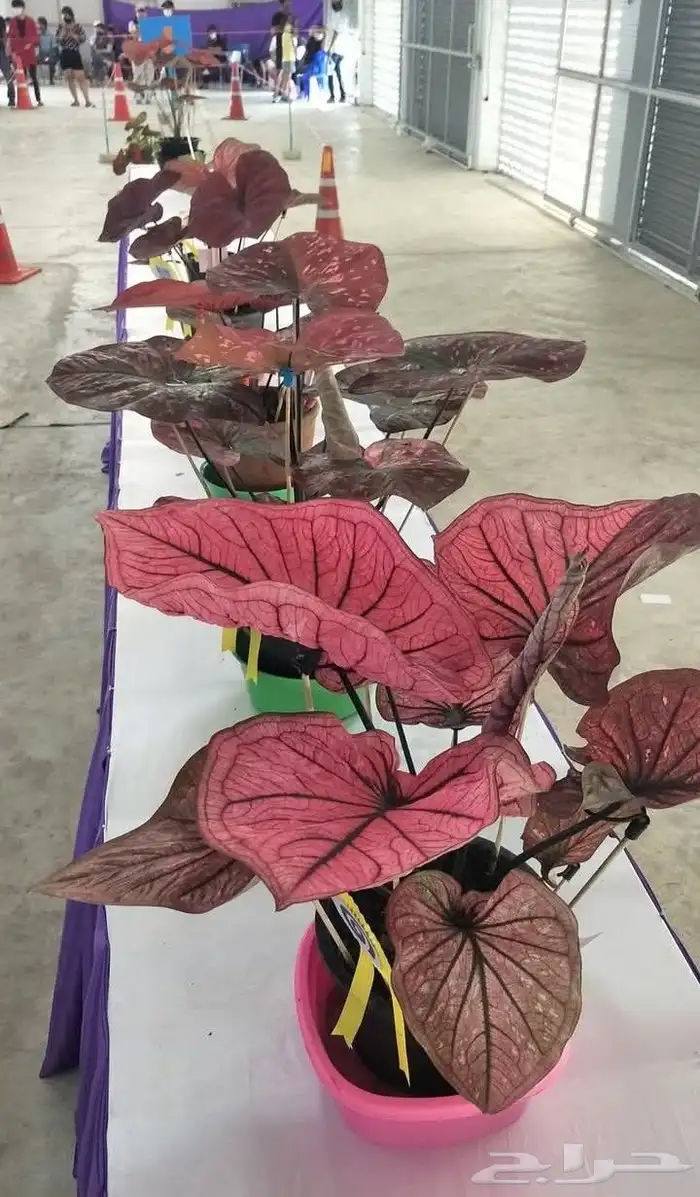 شتلات كلاديون  caladium  داخلية لون نقشة وشكل نادرفي  سعودي 42