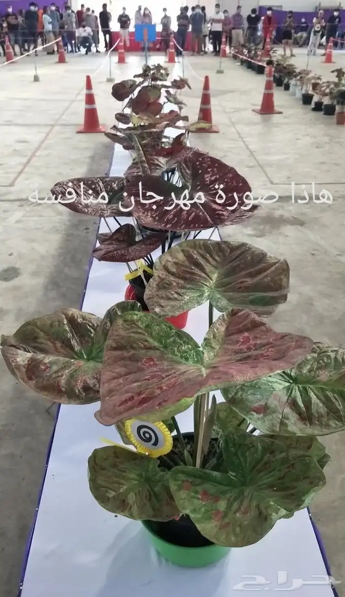 شتلات كلاديون  caladium  داخلية لون نقشة وشكل نادرفي  سعودي 43