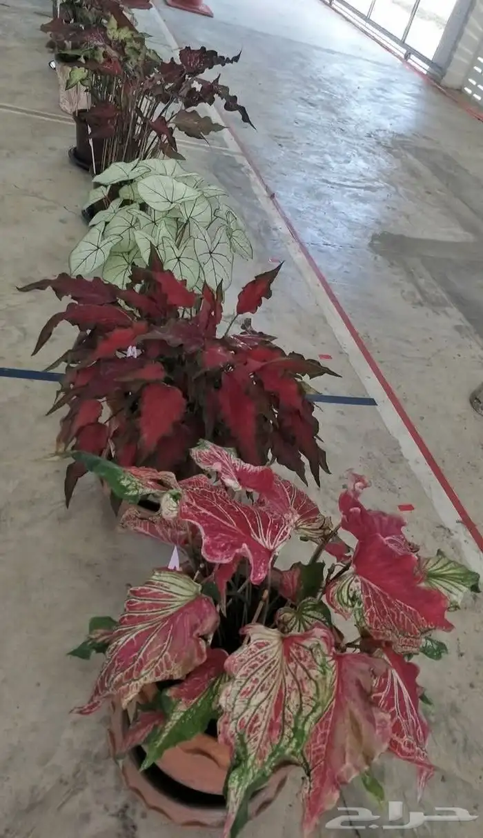 شتلات كلاديون  caladium  داخلية لون نقشة وشكل نادرفي  سعودي 40