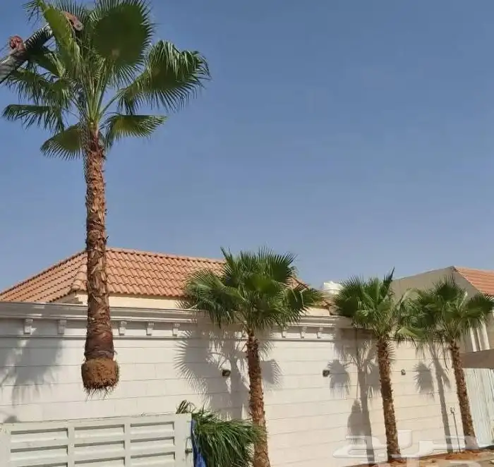 نخيل واشنطني زينه نخيل عربي 1