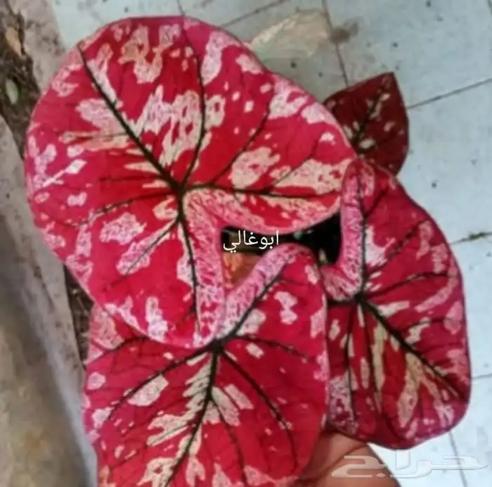 شتلات كلاديون  caladium  داخلية لون نقشة وشكل نادرفي  سعودي 47