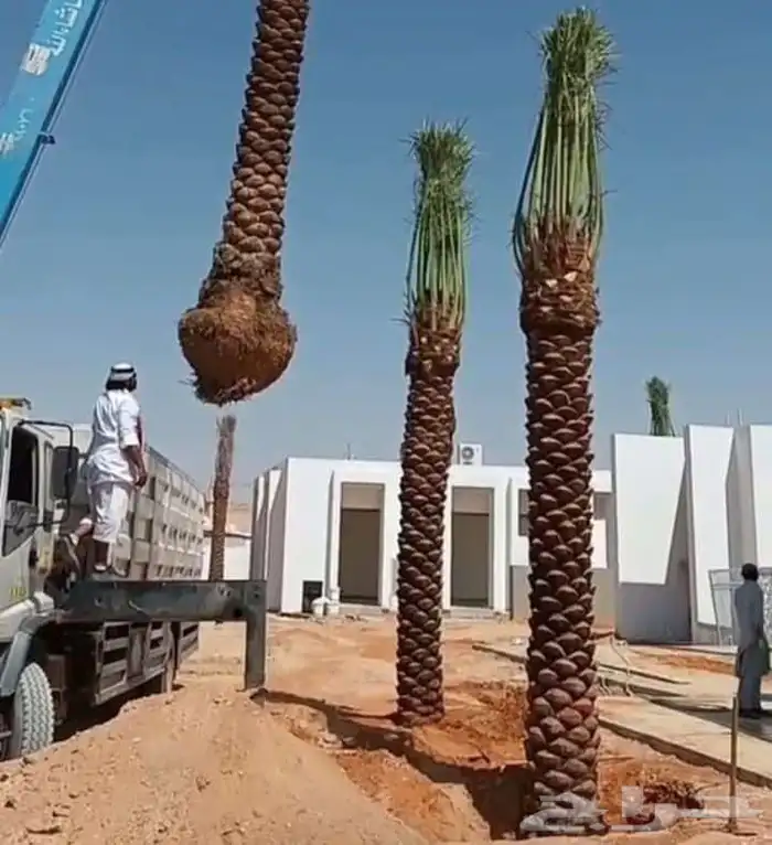 نخل مثمر للبيع مثمر 0