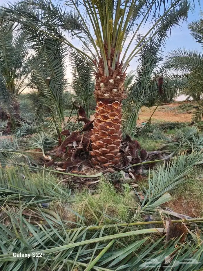 نخيل مثمر 5