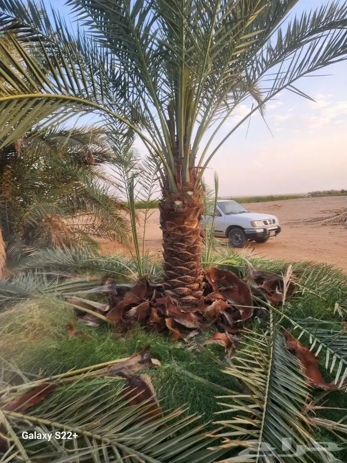 نخيل مثمر 9
