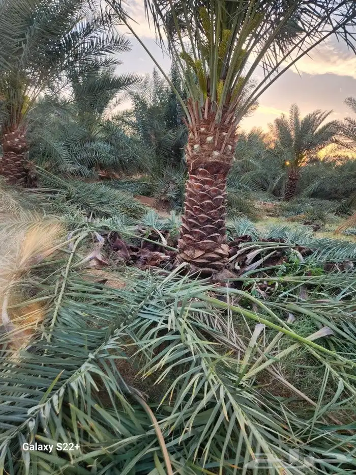 نخيل مثمر 4