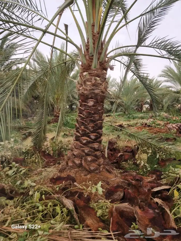 نخيل مثمر 7