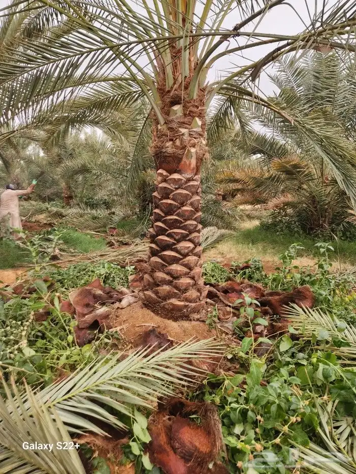 نخيل مثمر 6