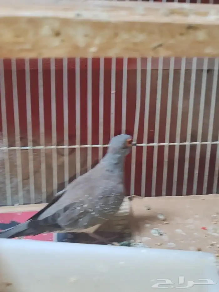 Dimond dove silver male female red with fertile egg 3