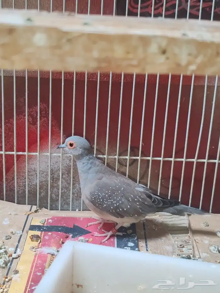 Dimond dove silver male female red with fertile egg 2