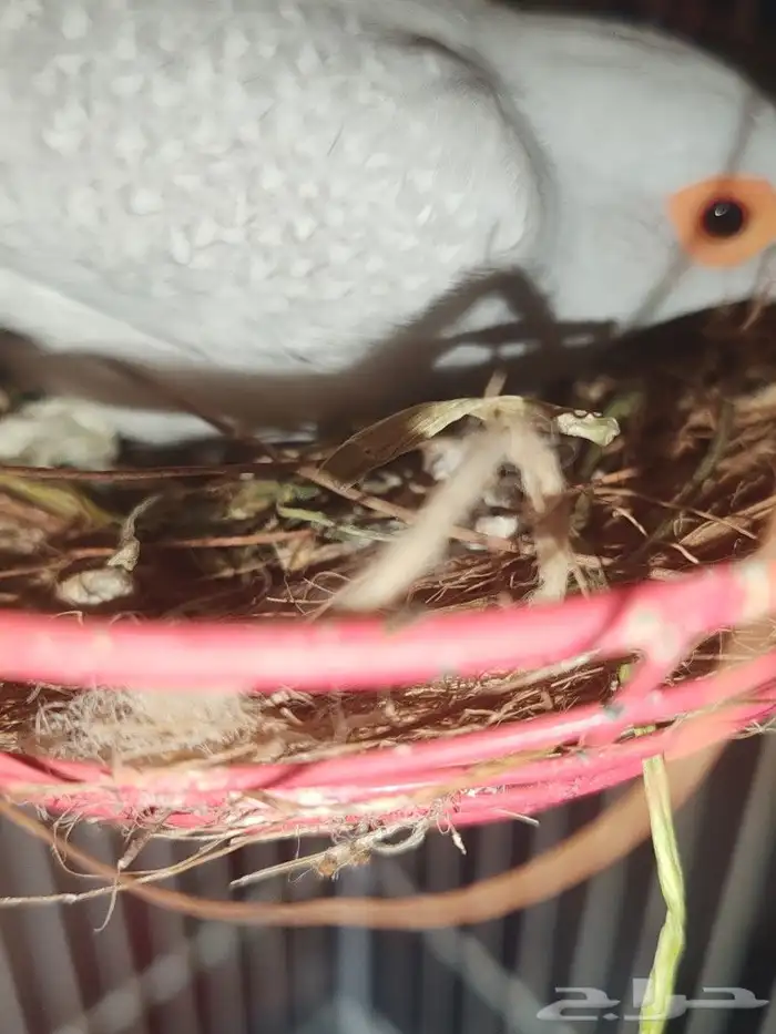 Dimond dove silver male female red with fertile egg 0