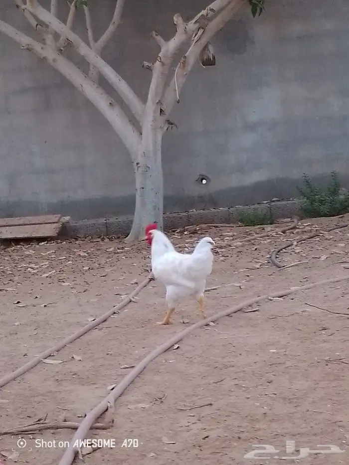 ديكه لوهمان 6