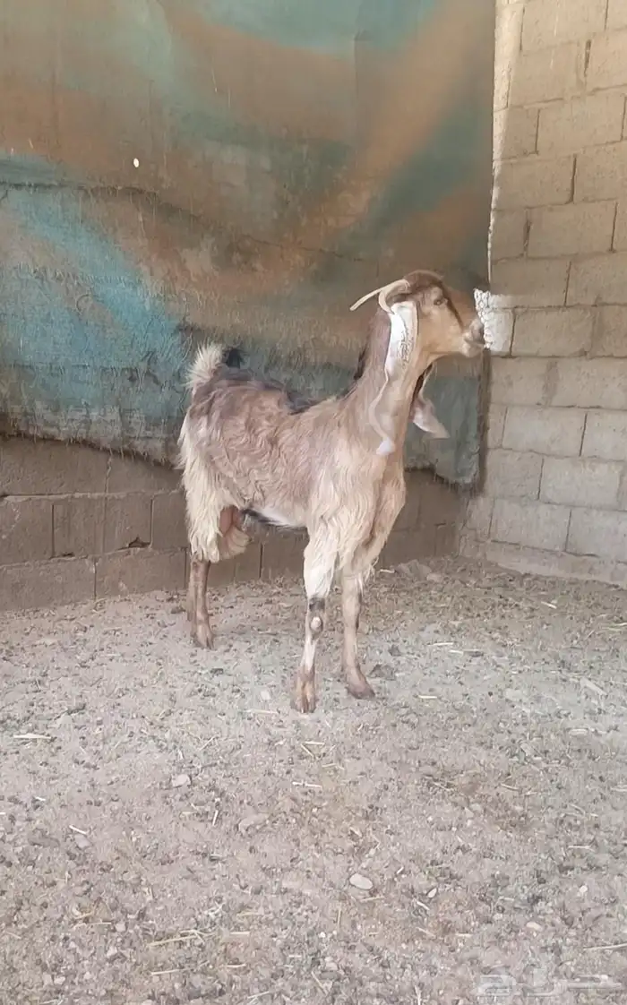 جذعه مشروكه مسحوب عياله و فيا حليب و سمين فل شحم 0