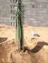 فسايل نخل 7