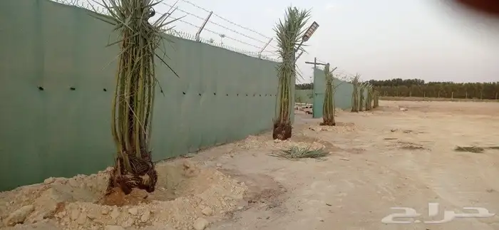 نخل للبيع فسائل ونقايل 6