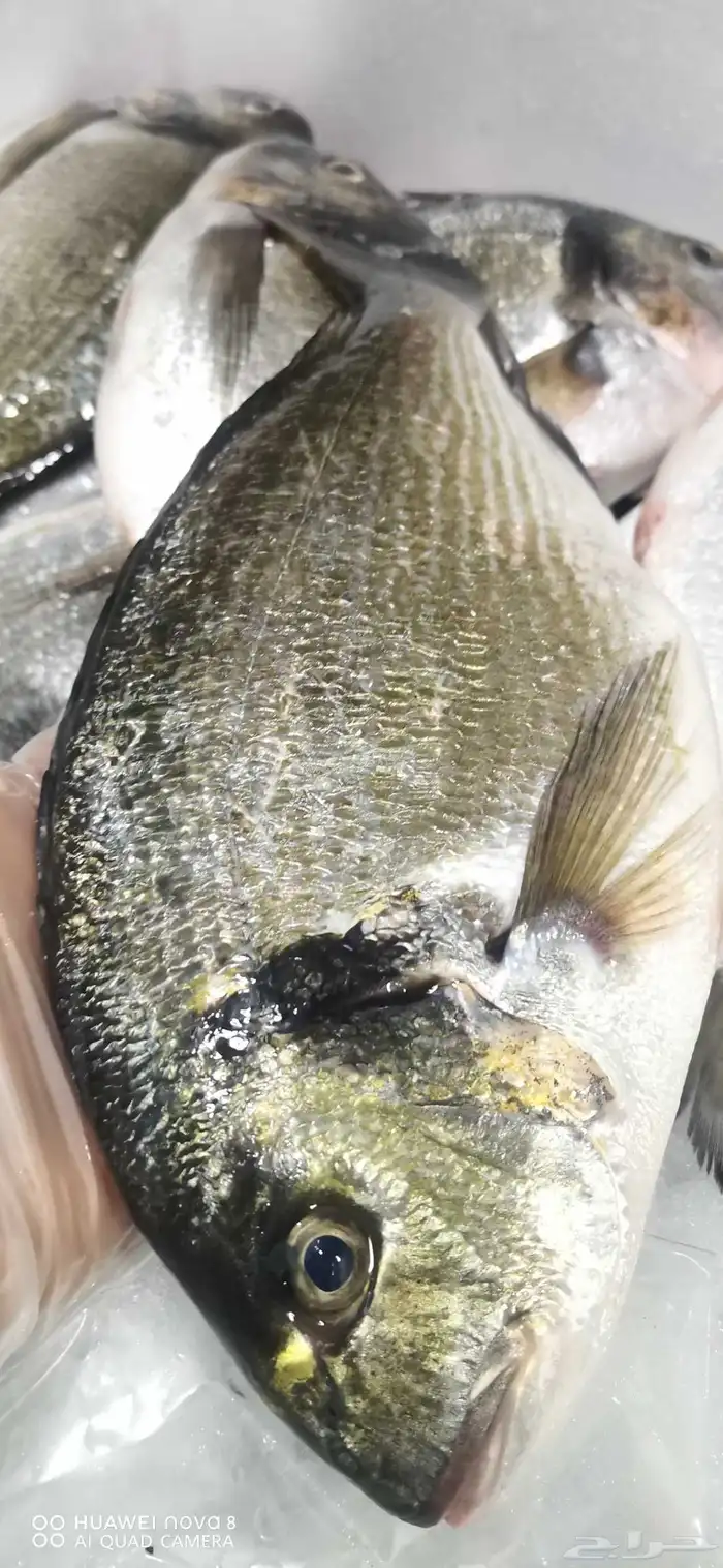 اسماك طازجة جدة 4