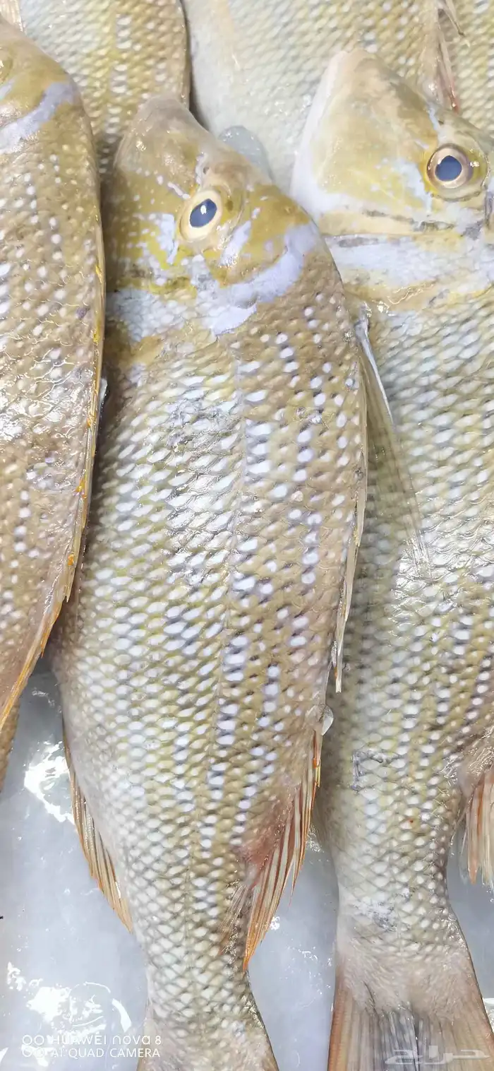 اسماك طازجة جدة 6