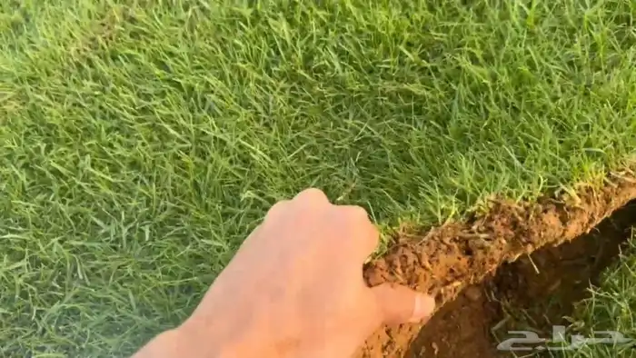 ثيل انجيله طبيعي صافي ونقي سي الفين والانتورو والفرنسي 9