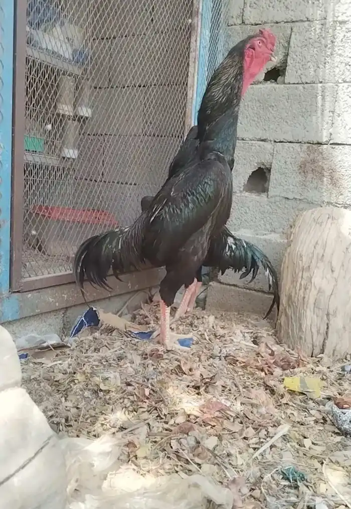 ديك شامو ألماني فاخر 4