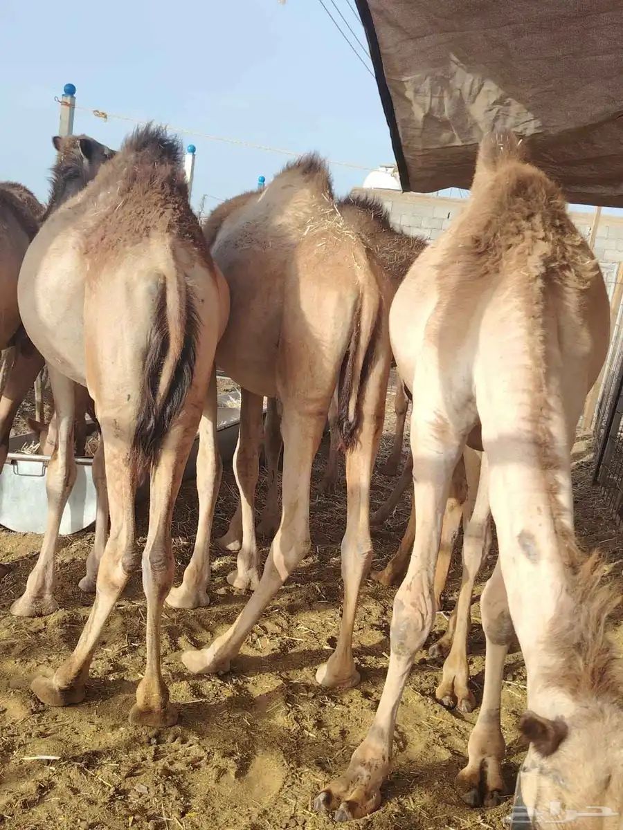 بربرى وتيوس وقعدان صوماليه متميزه 3