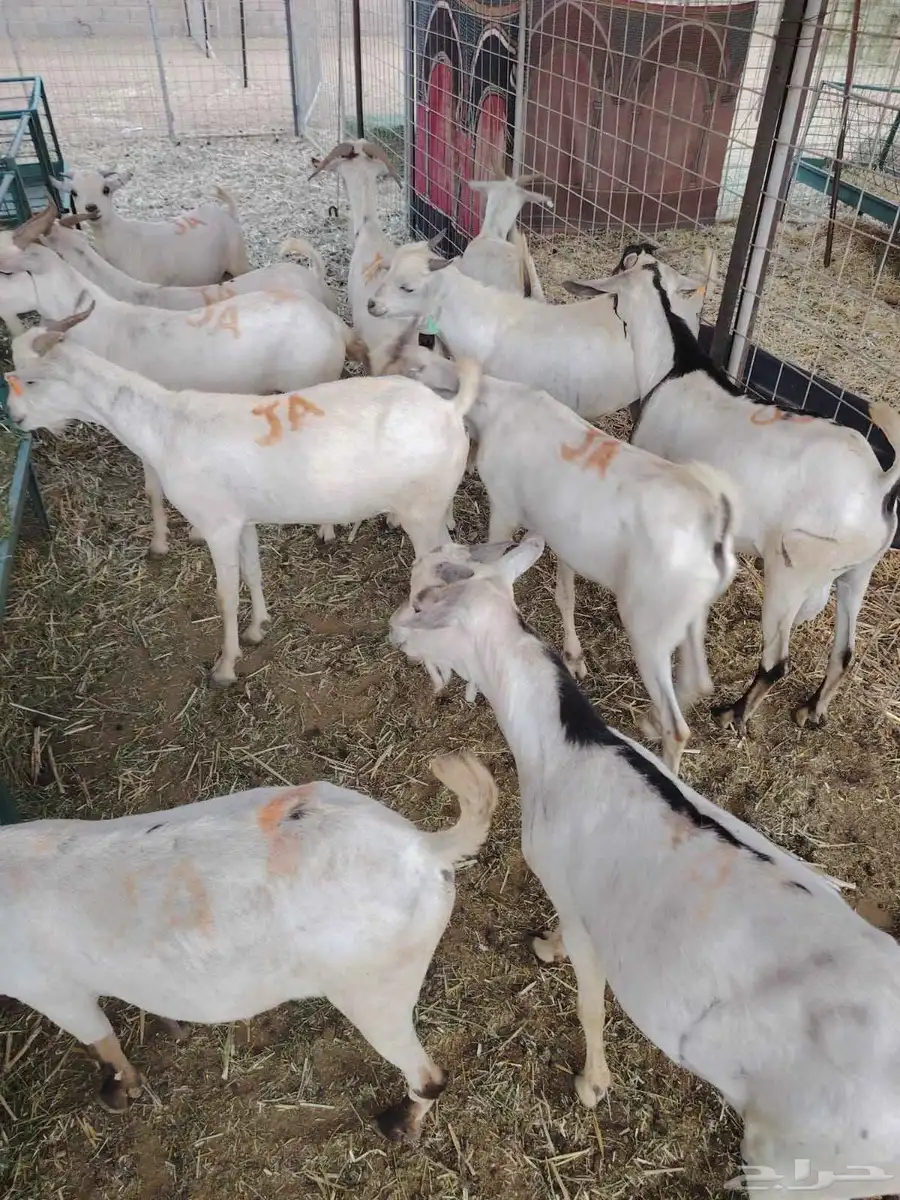 بربرى وتيوس وقعدان صوماليه متميزه 0