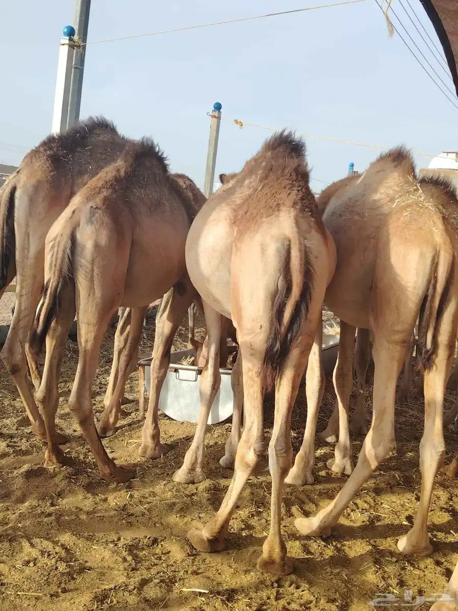 بربرى وتيوس وقعدان صوماليه متميزه 2