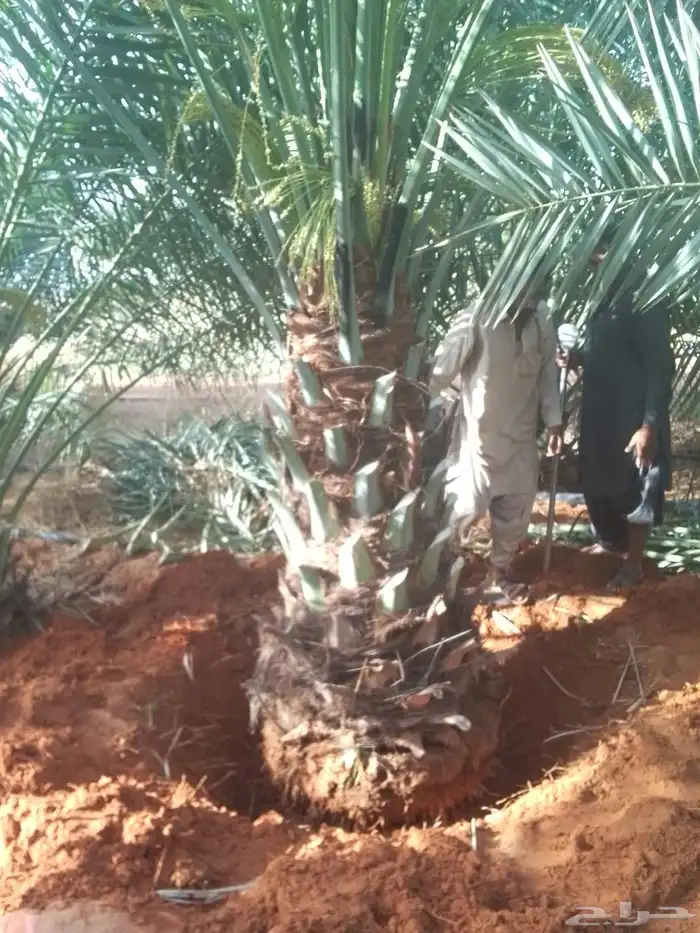 فراخه نخل وجثايث وفسايل طيبه 4