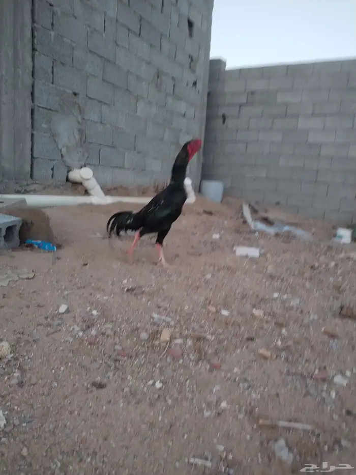 ديك شامو ألماني فاخر 5