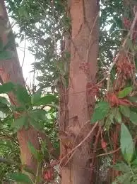 جذع خشب بزرومي كوناكاربس 0