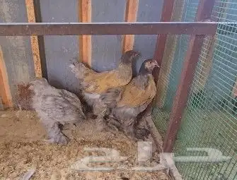 فروخ براهما هولندي 1