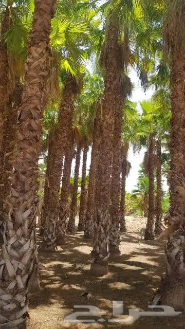نخيل عربي وشنطن وفروخ 8