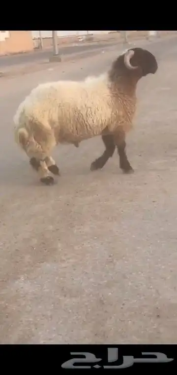جذع نعيم صنف خصصم 4