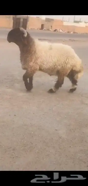 جذع نعيم صنف خصصم 0