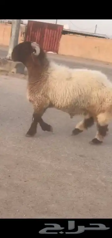جذع نعيم صنف خصصم 6