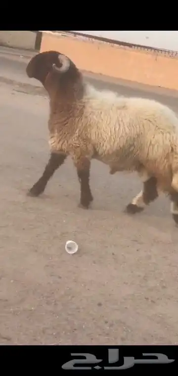 جذع نعيم صنف خصصم 7