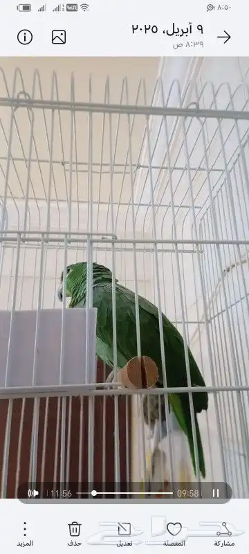 ببغا امزون فرناس 1