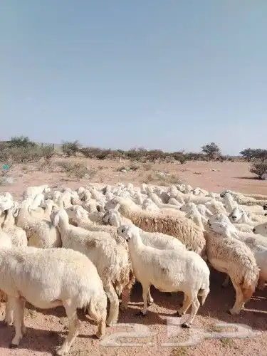 ضان حري عددها 90 وفحولها 2 دفيع كلها مشروطه شرط صحه سليمه 0