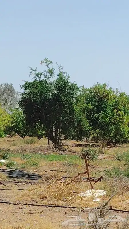 يوجد لدينا حمضيات يوسف فندي ليمون برتقال بو صره تين رمان عنب 3