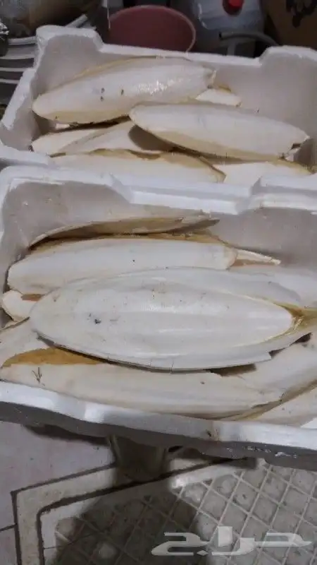 حبار   خثاق 0