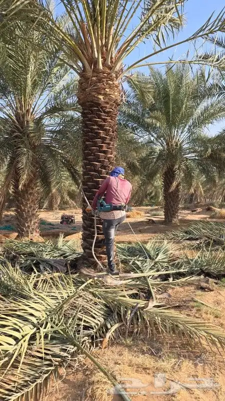 نخيل عربي وشنطن وفروخ 7